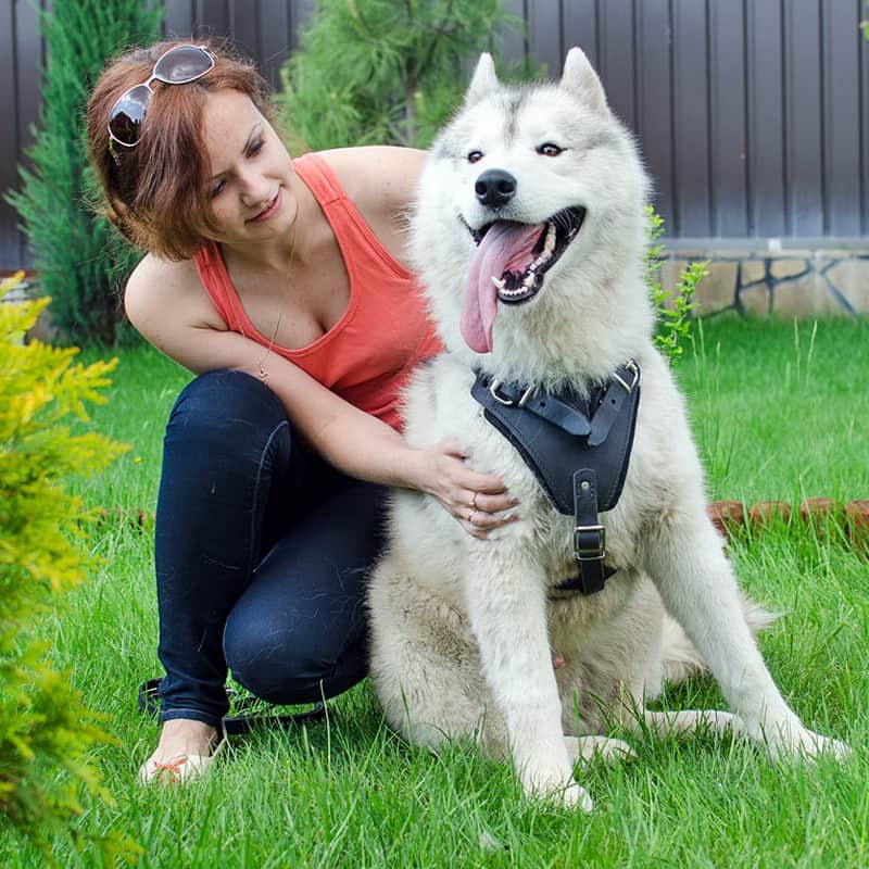 Черная шлейка из кожи для хаски «Working Dog»